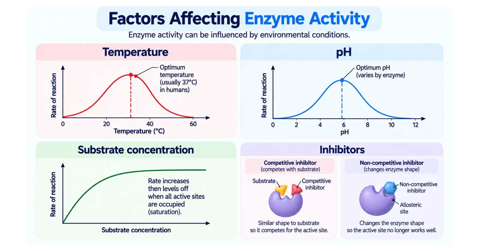 Four graphs of factors affecting enzyme activity: temperature with an optimum near 37 °C, pH optimum, substrate concentration levelling off at saturation, and inhibitors