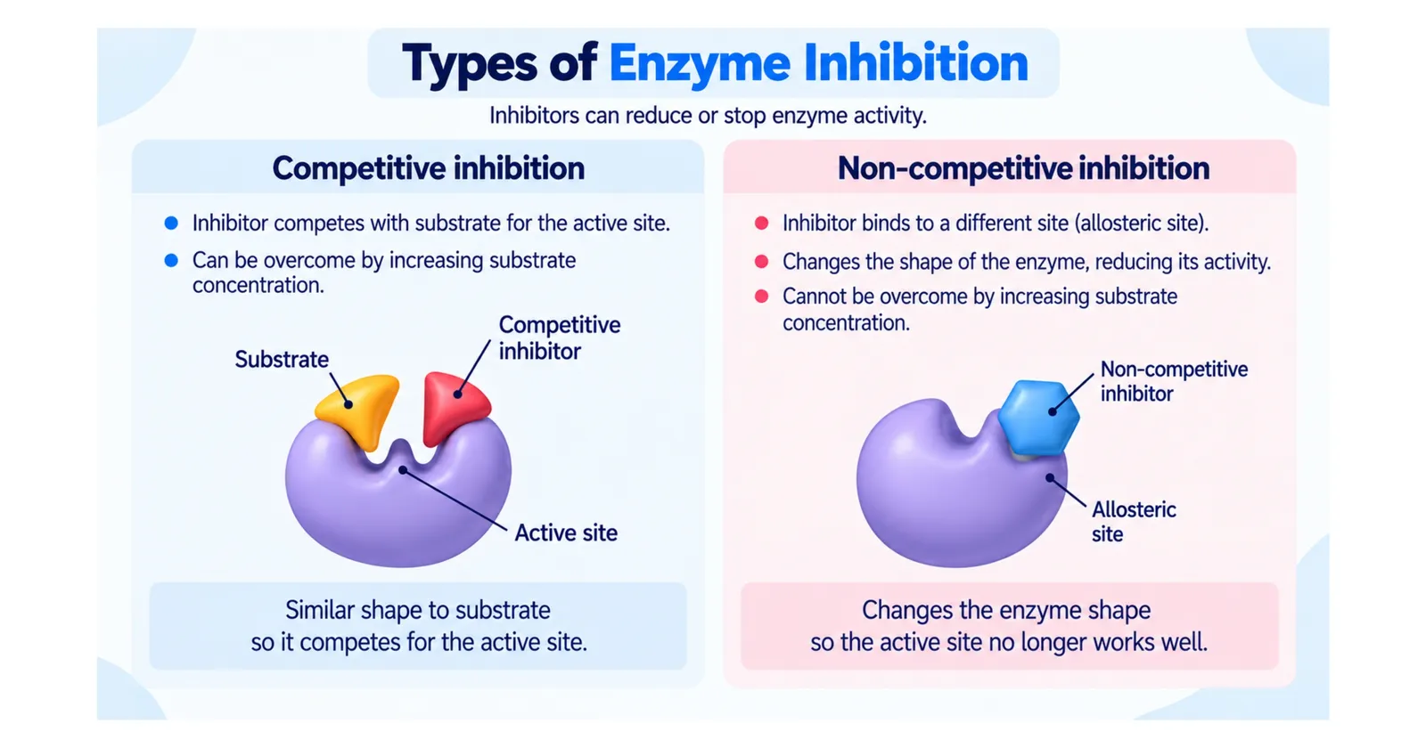 Competitive inhibitors compete with the substrate for the active site; non-competitive inhibitors bind to an allosteric site and change the active site's shape