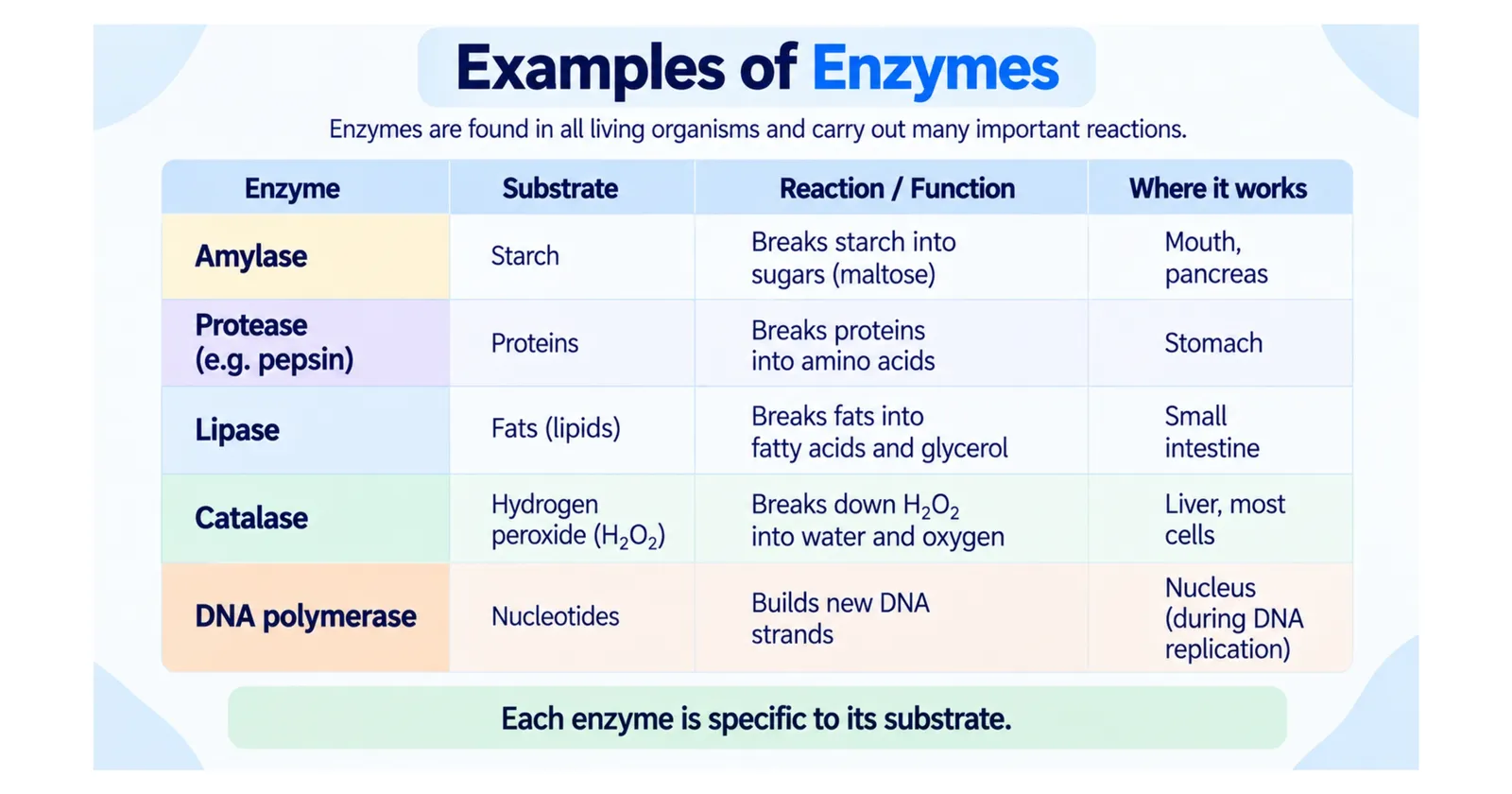 Table of example enzymes: amylase, protease (pepsin), lipase, catalase and DNA polymerase with their substrates, reactions and where they work