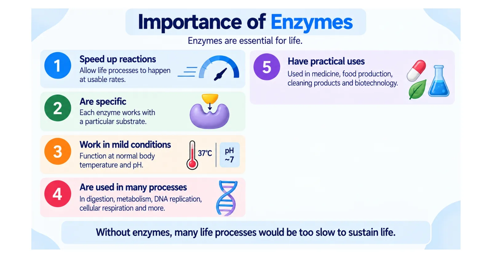 Importance of enzymes: they speed up reactions, are specific, work in mild conditions, are used in many processes such as digestion and DNA replication, and have practical uses in medicine and industry
