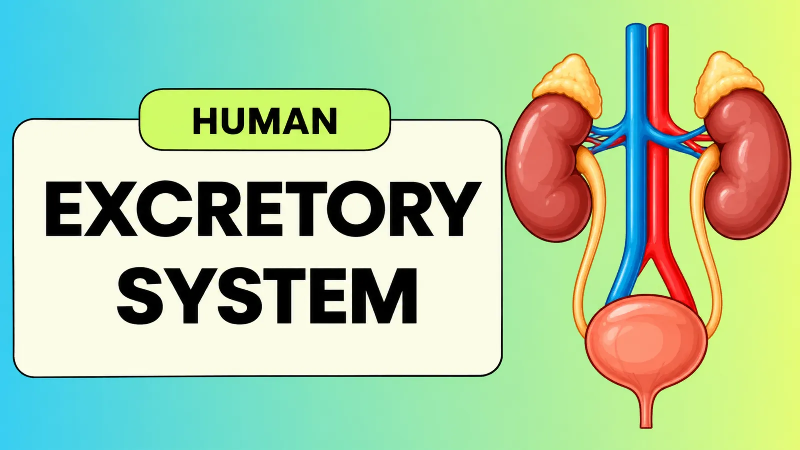 Title slide: the human excretory system, with both kidneys, their blood vessels and the ureters