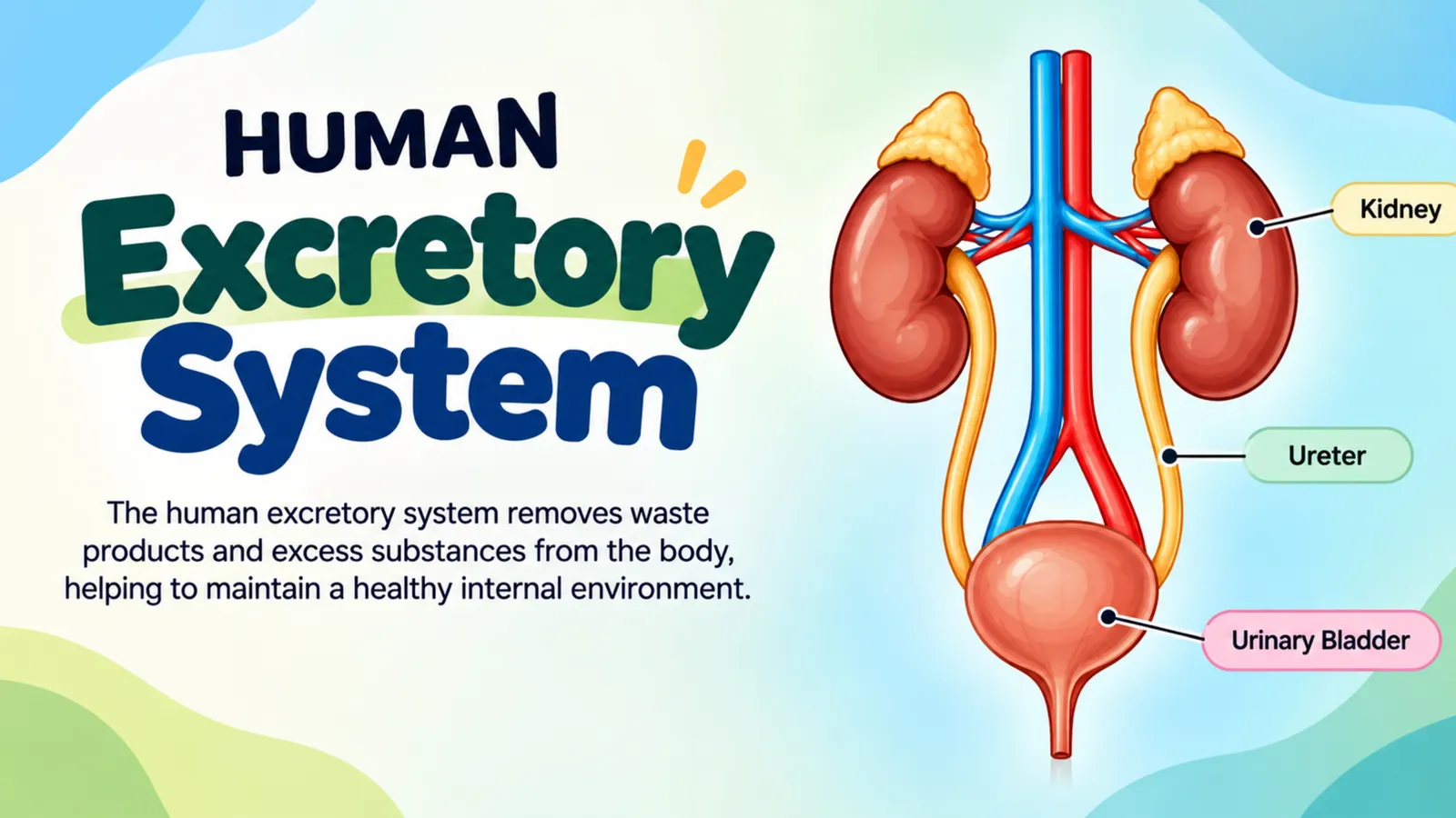 Organs of the excretory system: two kidneys, two ureters carrying urine to the urinary bladder