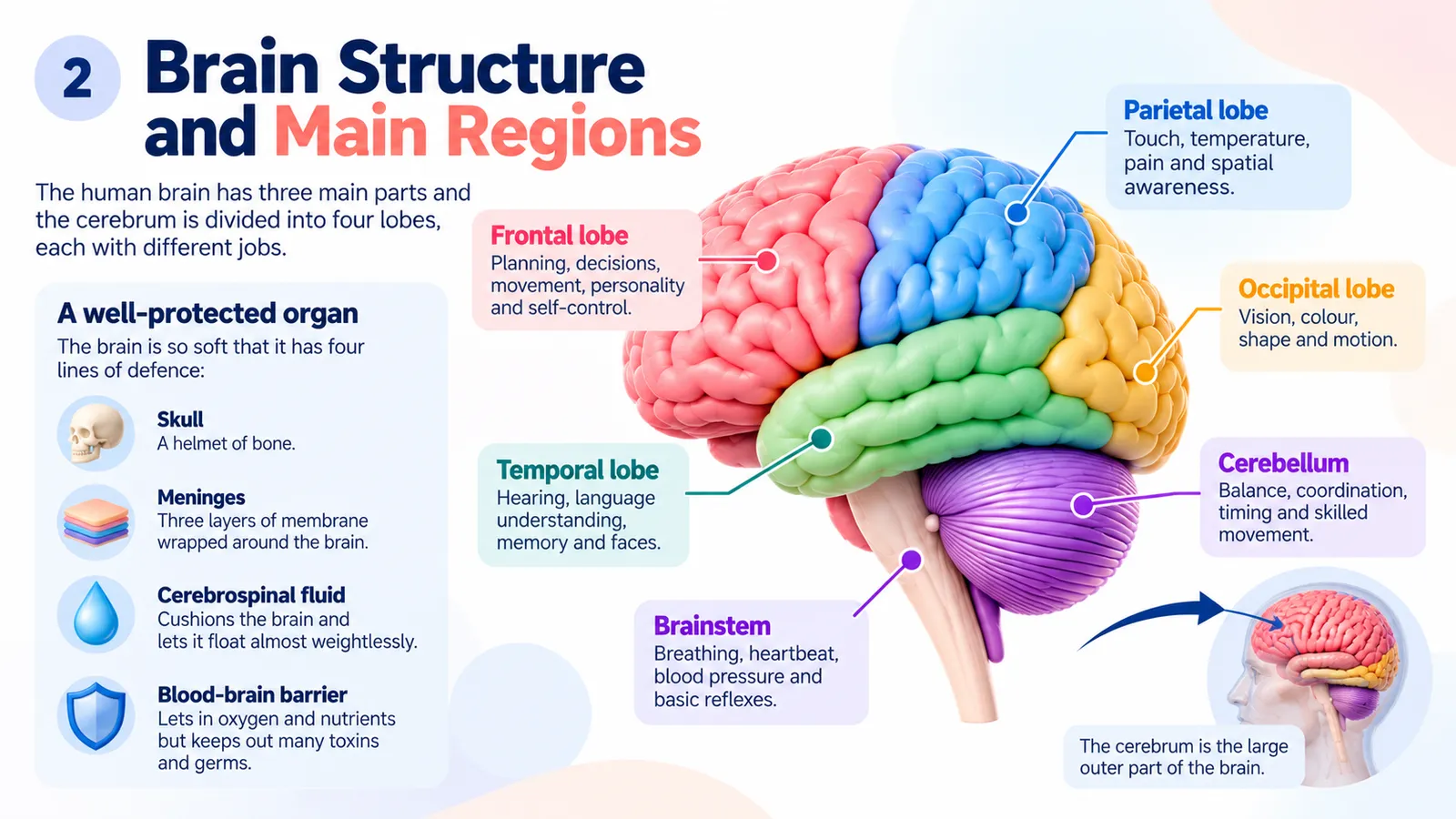 Brain structure and main regions: skull, meninges, cerebrospinal fluid and blood-brain barrier protect the brain; frontal, parietal, temporal and occipital lobes, cerebellum and brainstem with their jobs