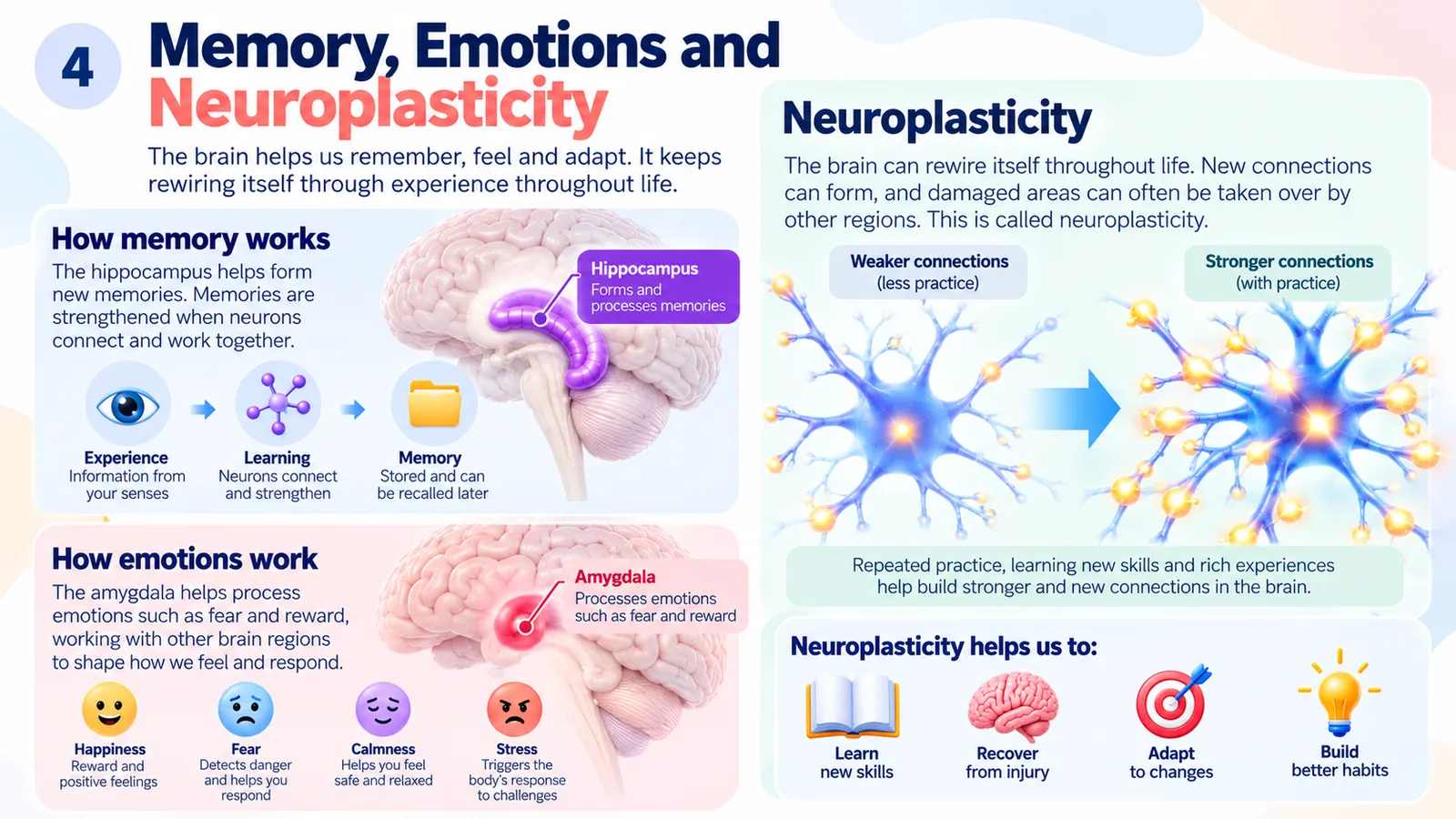 Memory, emotions and neuroplasticity: the hippocampus forms memories, the amygdala processes fear and reward, and practice turns weaker neuron connections into stronger ones