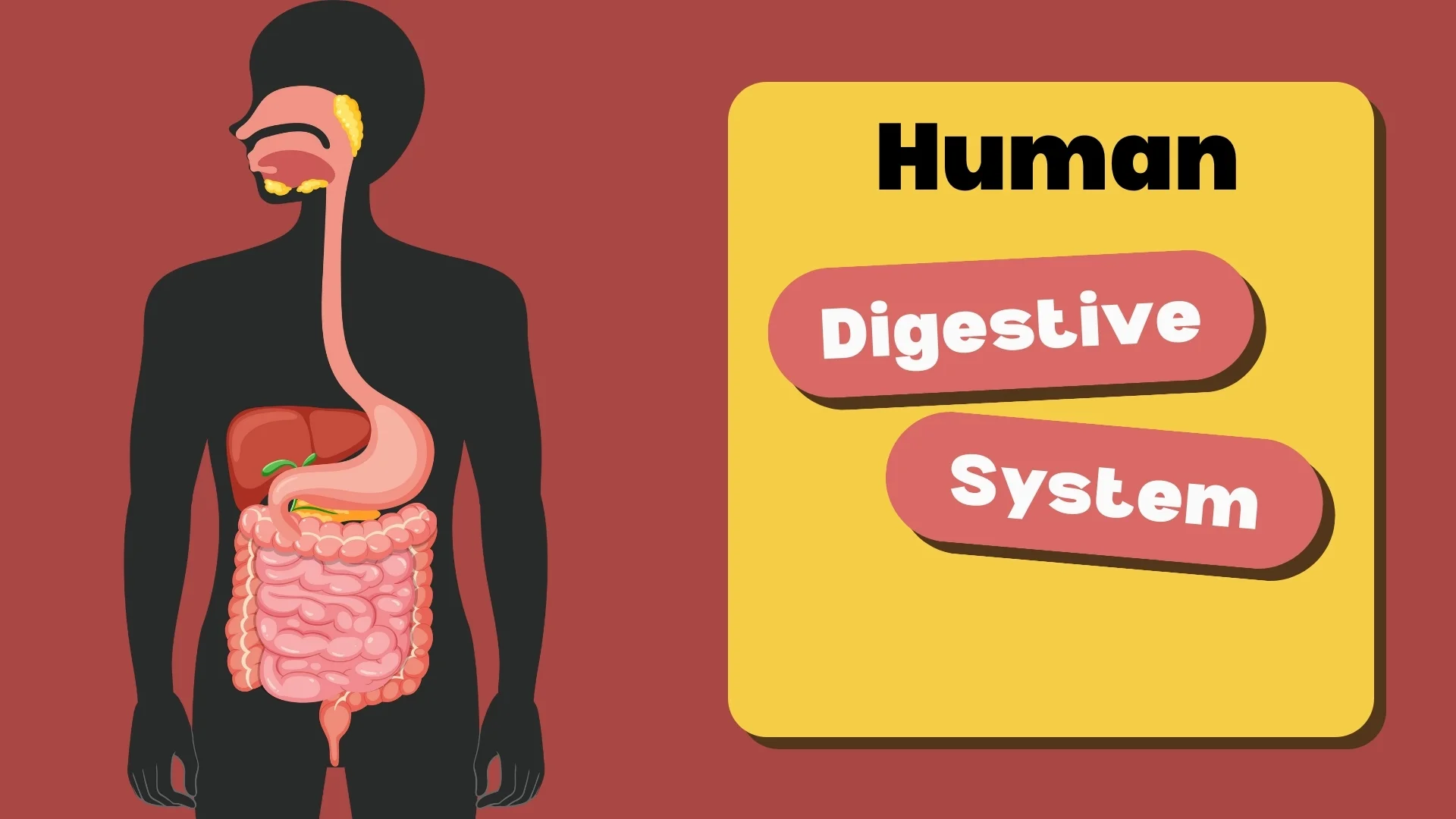 Human Digestive System - Title