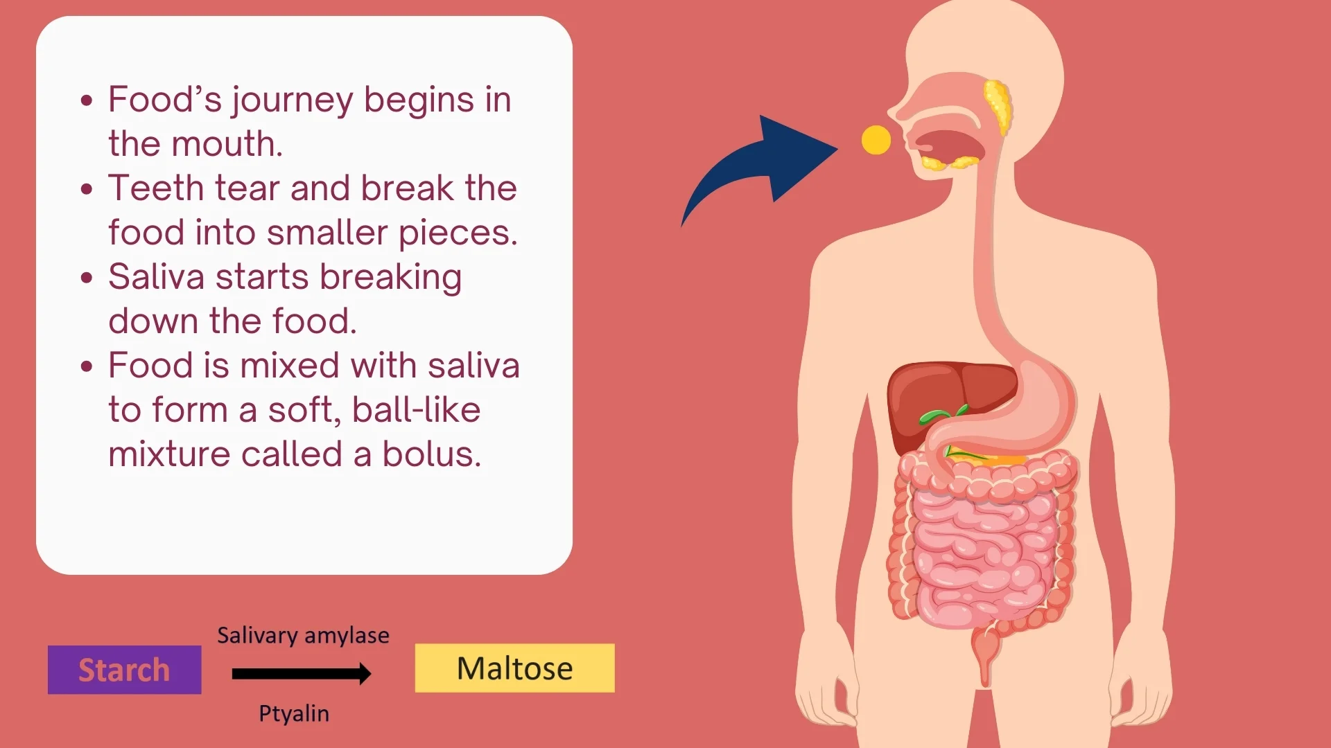 Mouth - Food's journey begins