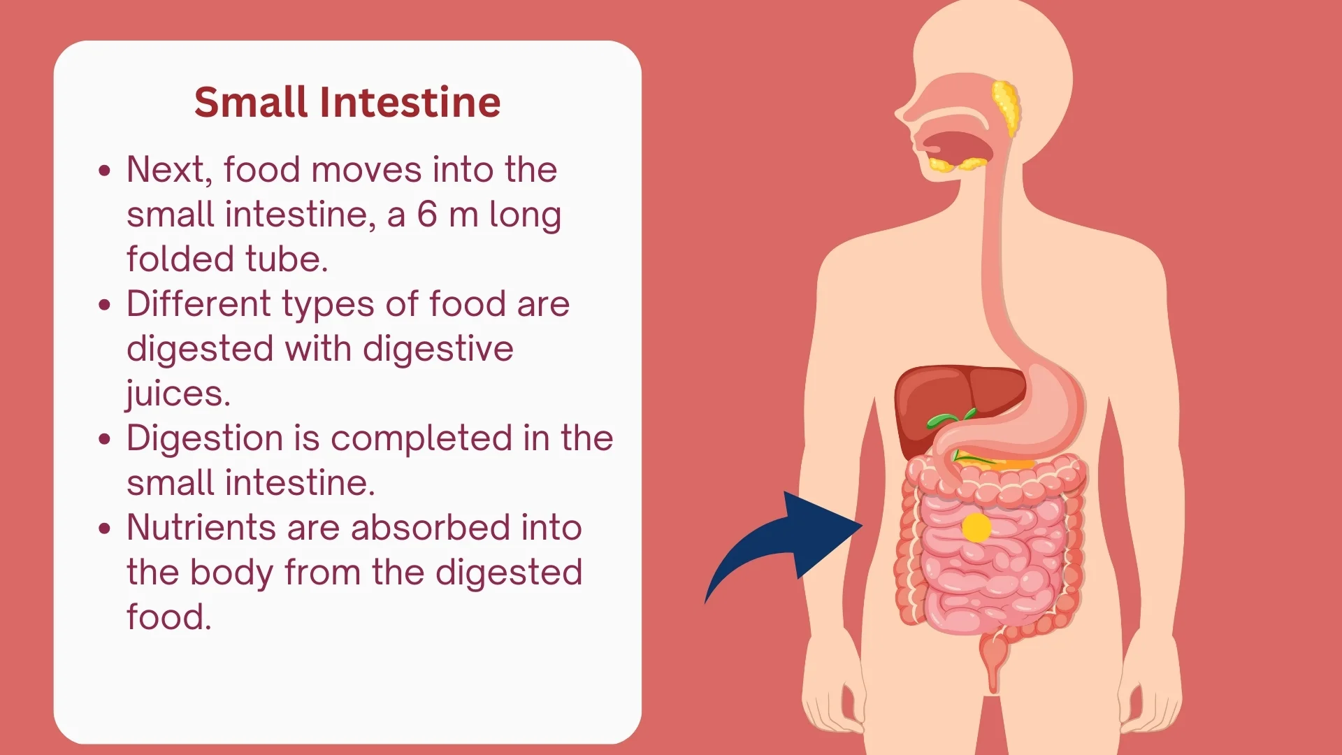 Small Intestine