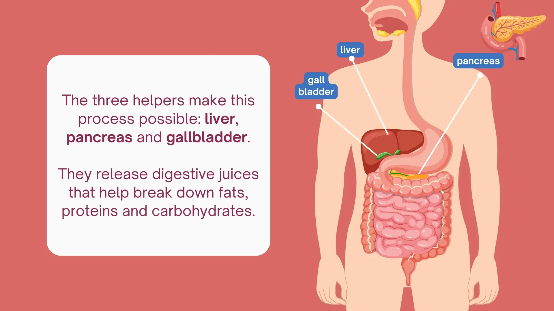 Helper organs - liver, pancreas, gallbladder