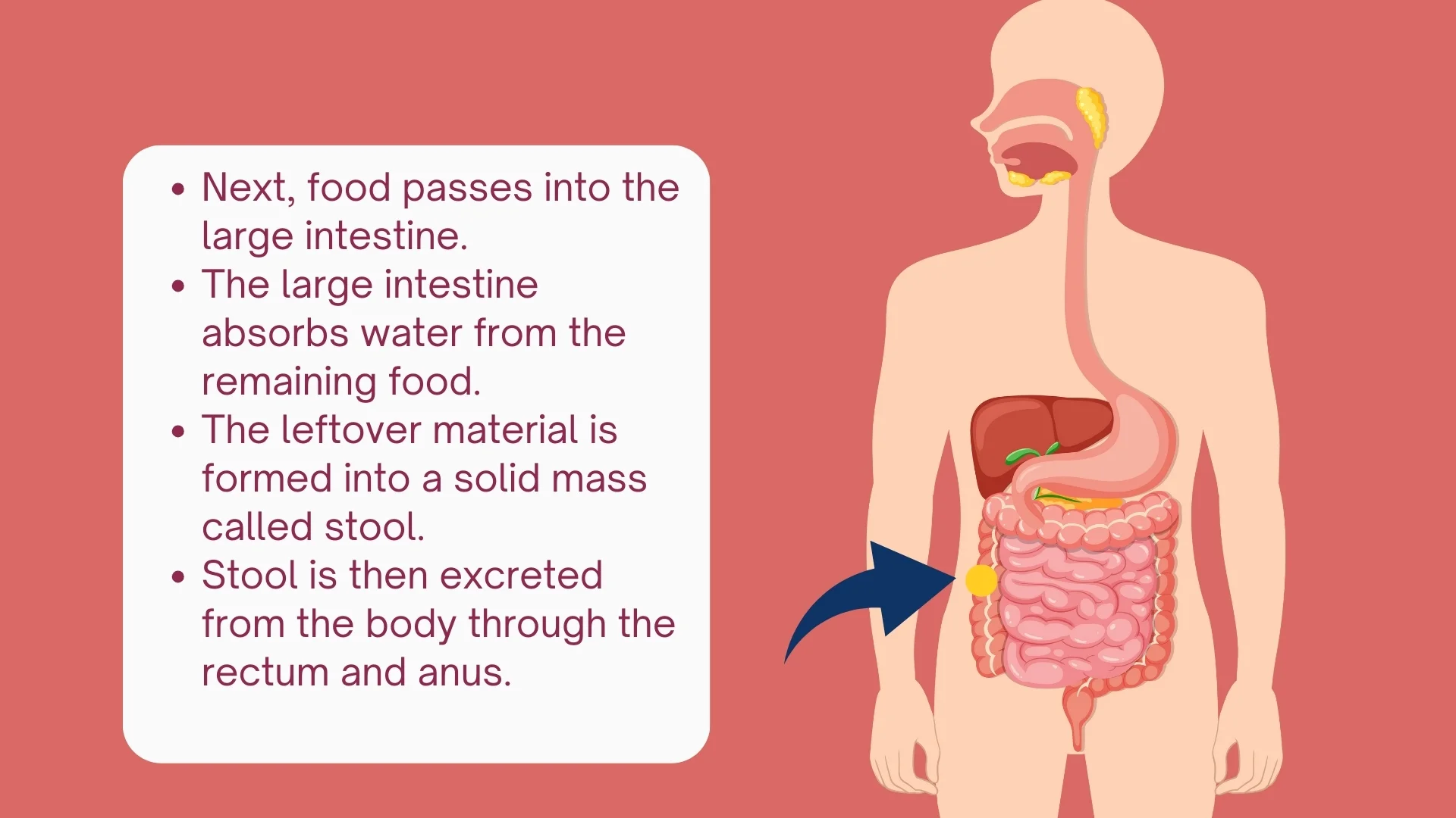 Large Intestine