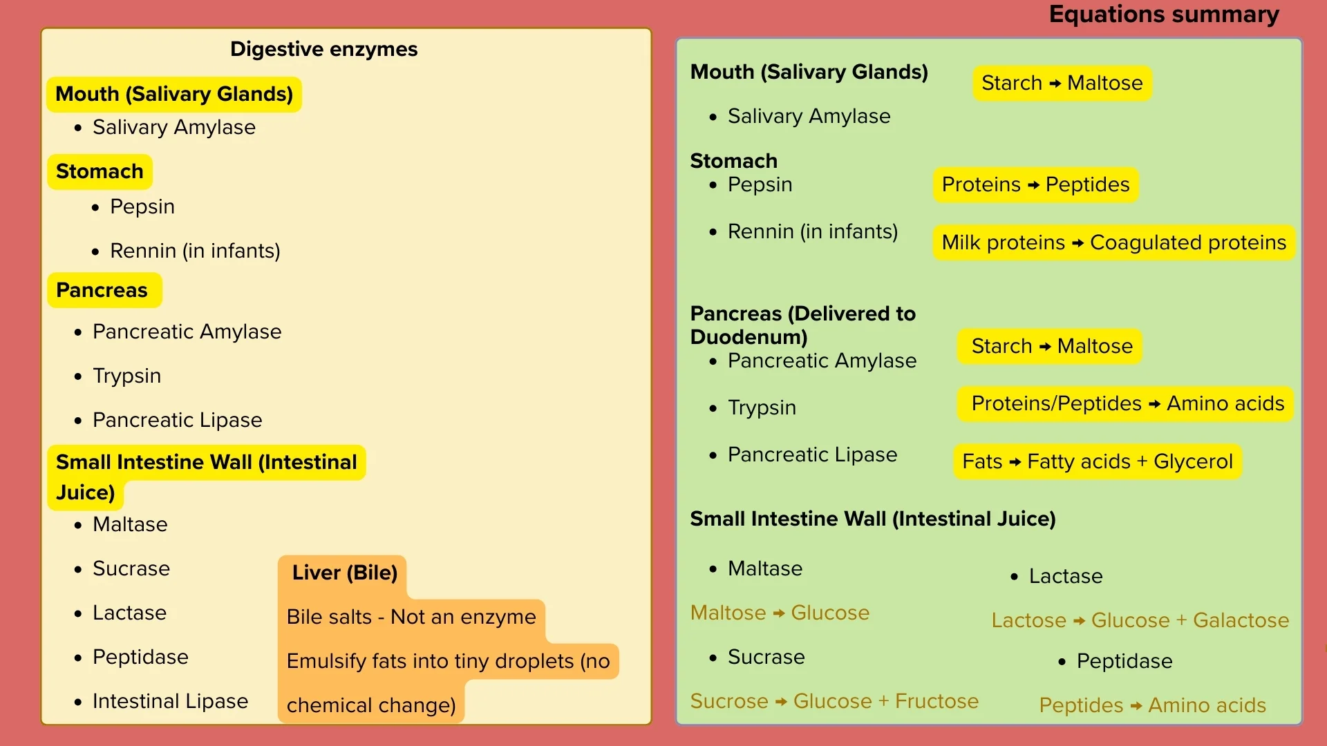 Digestive Enzymes Summary