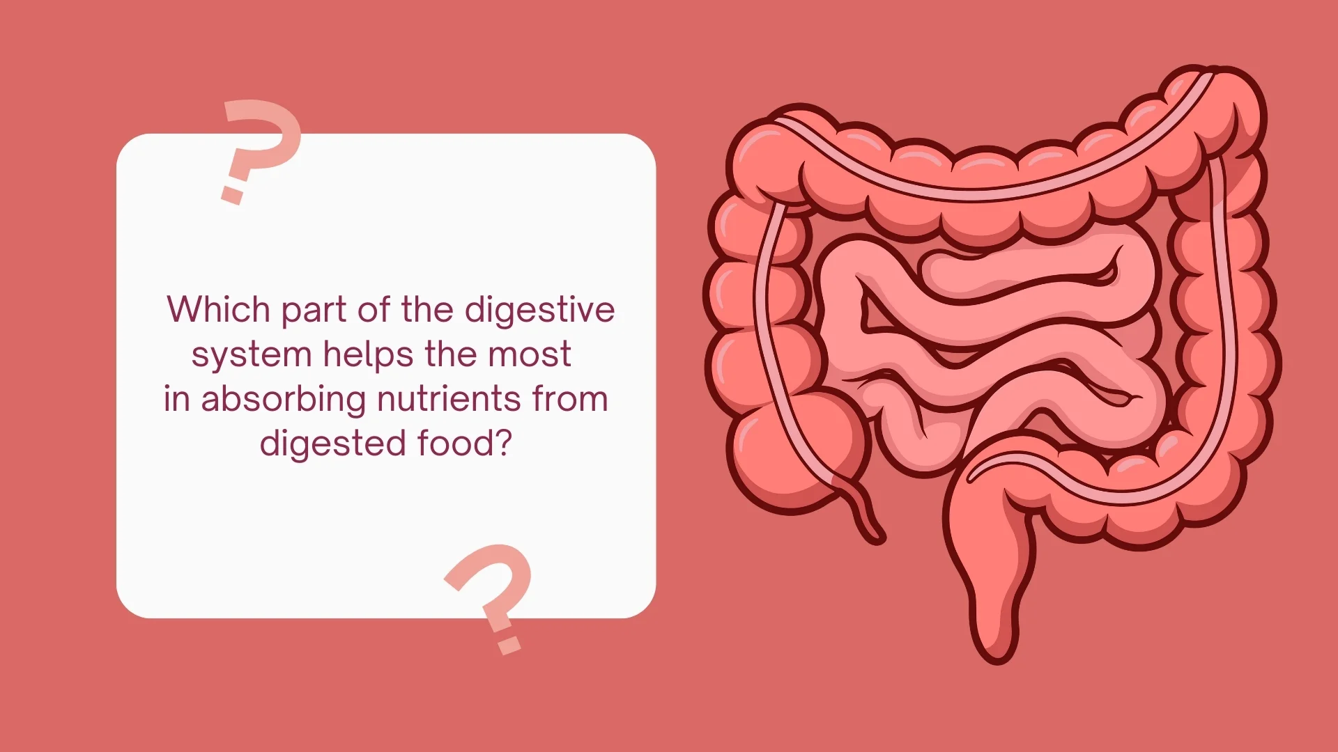 Question - Which part absorbs nutrients?