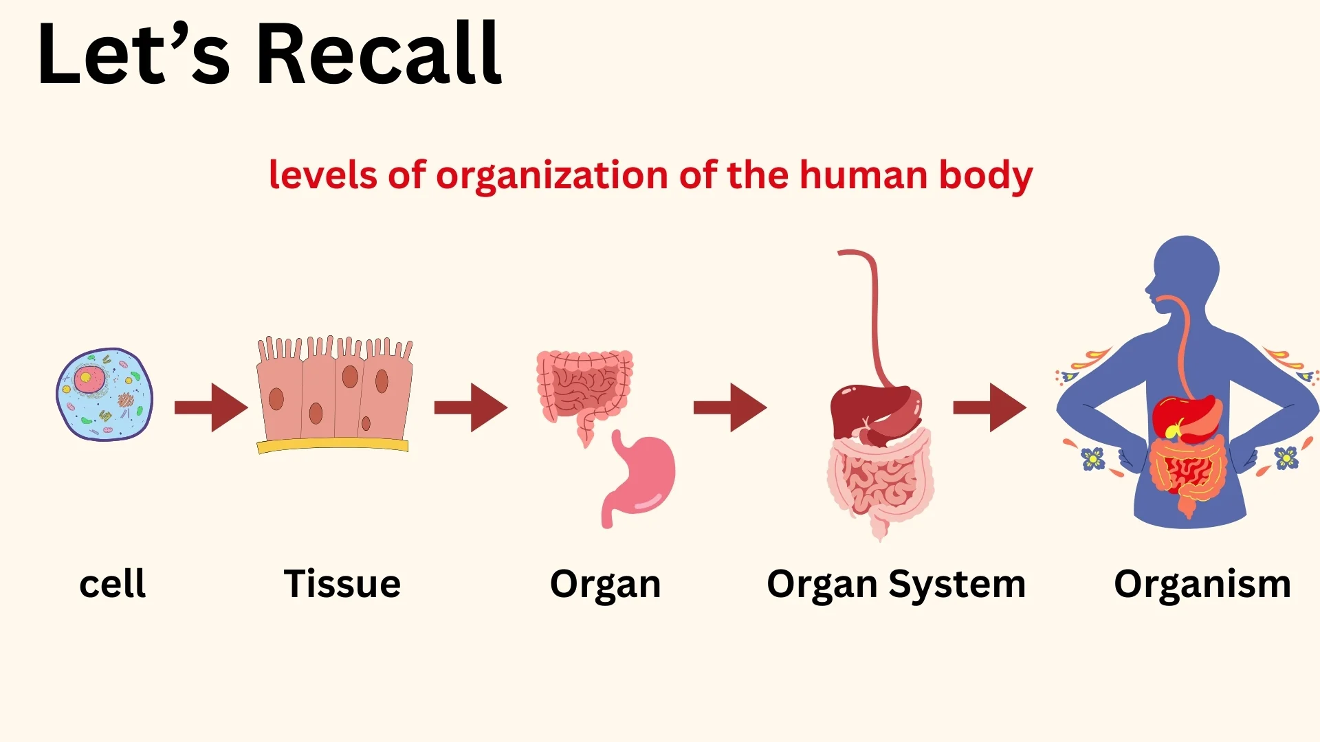 Levels of organization