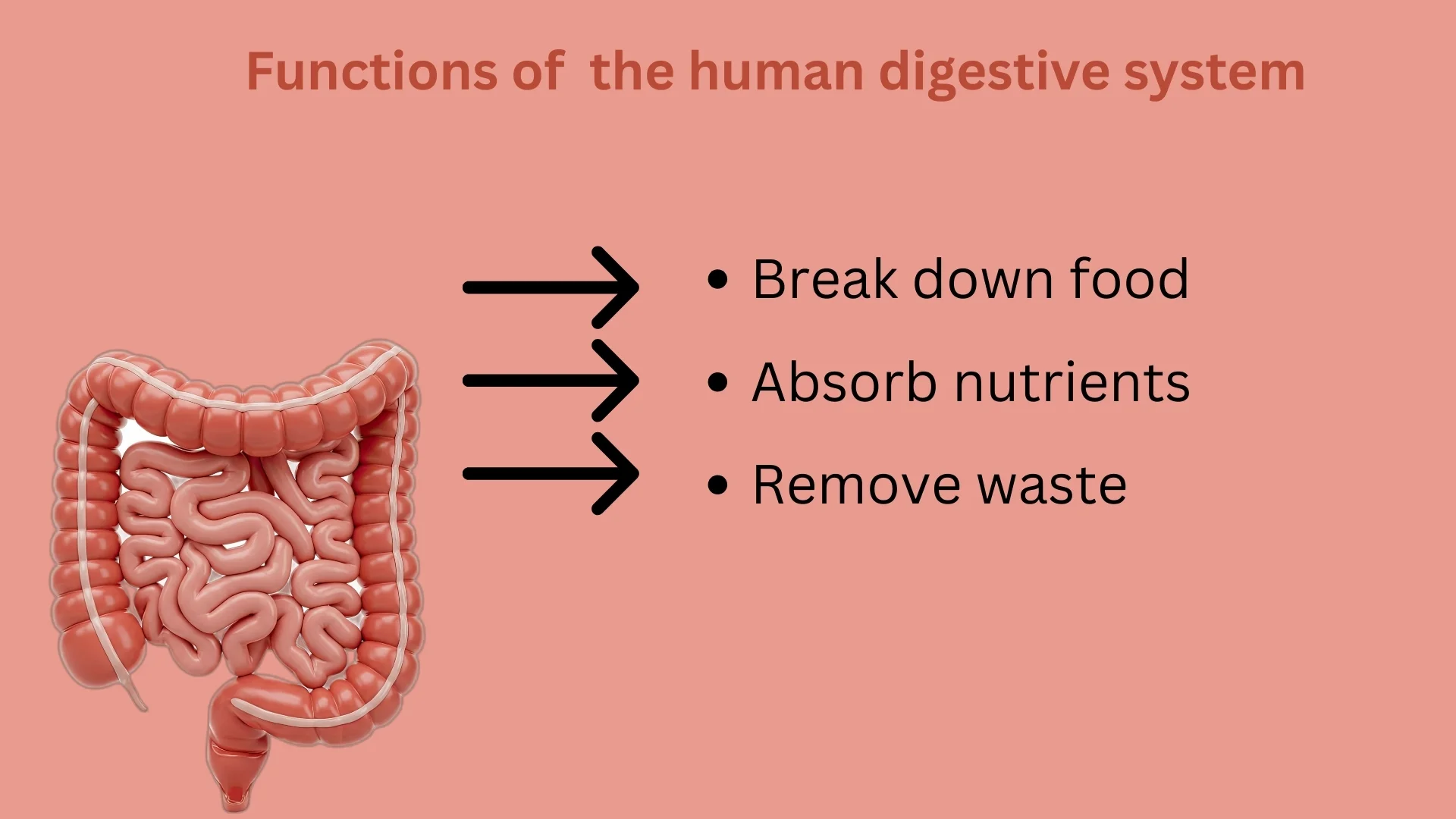 Functions of the digestive system