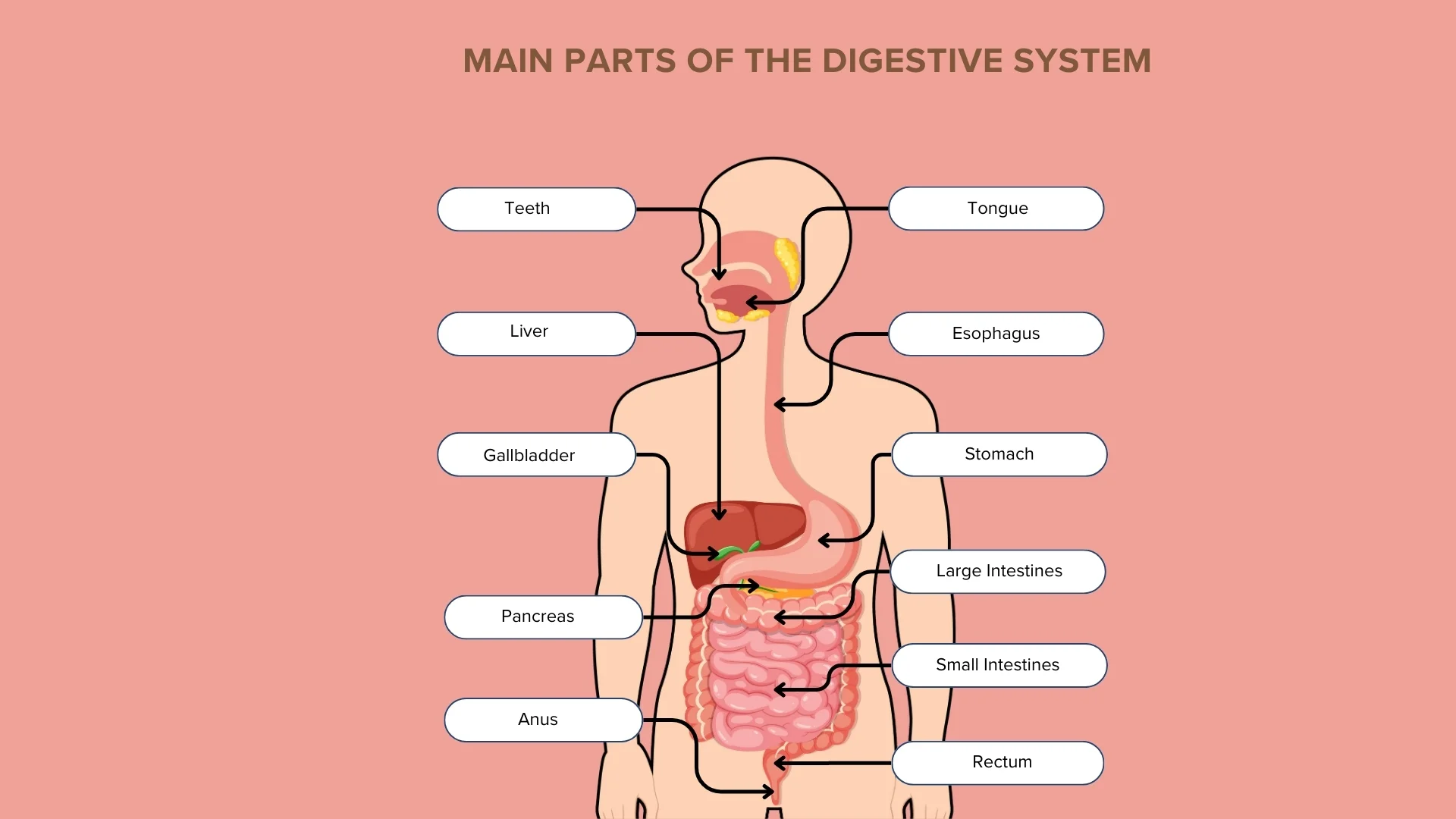 Main parts of the digestive system