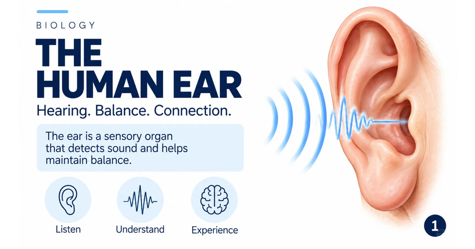 The human ear: a sense organ that detects sound and helps maintain balance