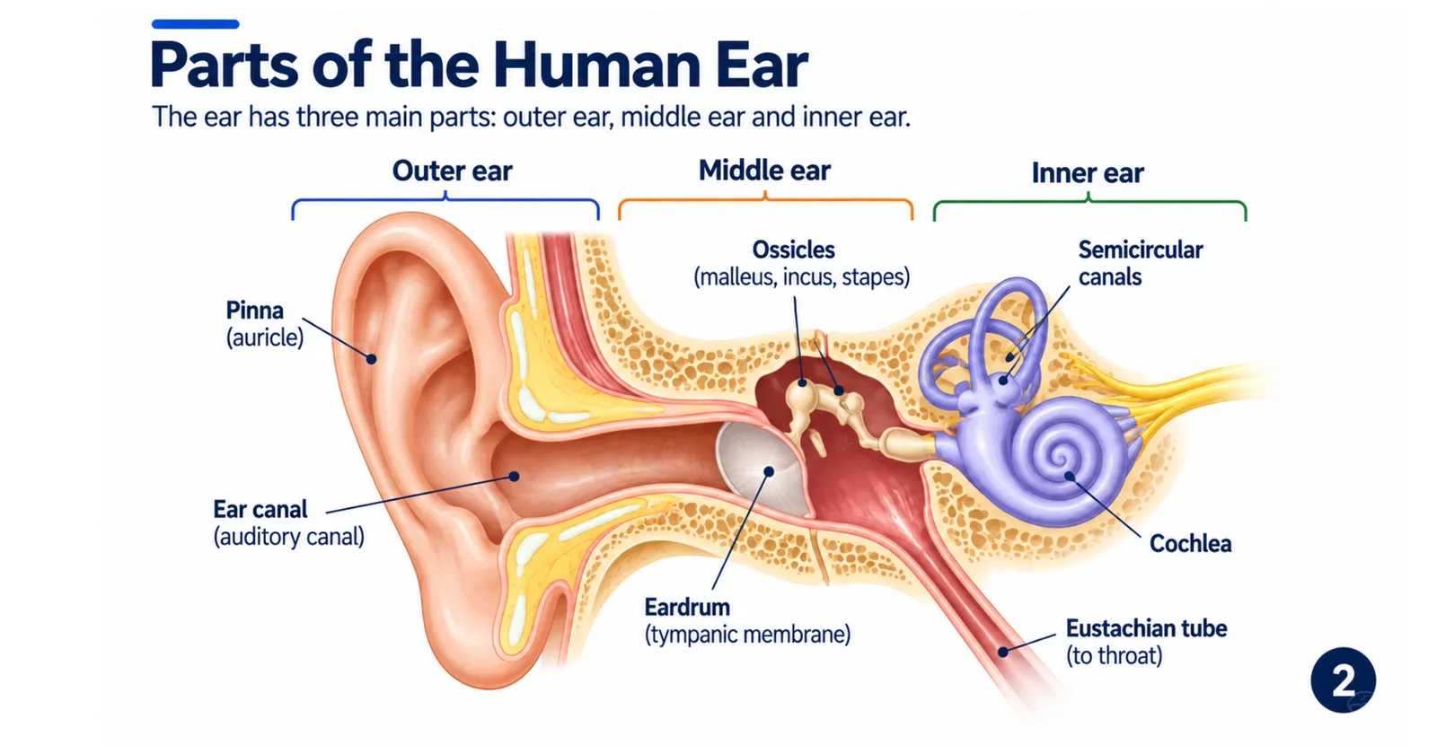 Labelled diagram of the outer, middle and inner ear: pinna, ear canal, eardrum, ossicles, Eustachian tube, semicircular canals and cochlea