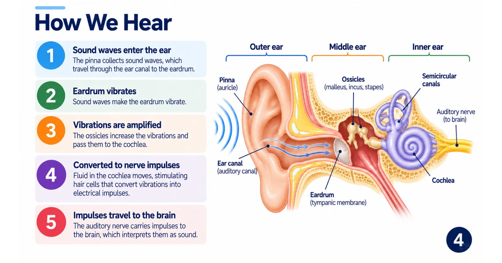 How we hear in five steps: sound enters the ear, the eardrum vibrates, the ossicles amplify, the cochlea converts vibrations to nerve impulses, impulses travel to the brain
