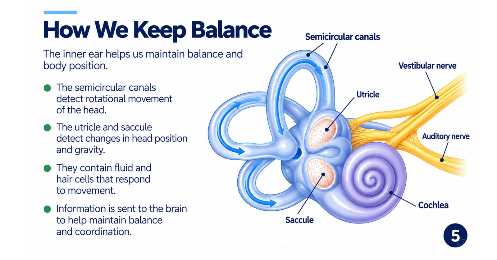 How the inner ear keeps balance: semicircular canals detect rotation, the utricle and saccule detect head position and gravity, signals go to the brain via the vestibular nerve
