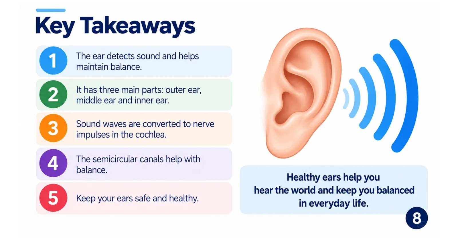 Human ear key takeaways: the ear detects sound and helps balance, has three parts, converts sound into nerve impulses, the semicircular canals help balance, keep your ears safe