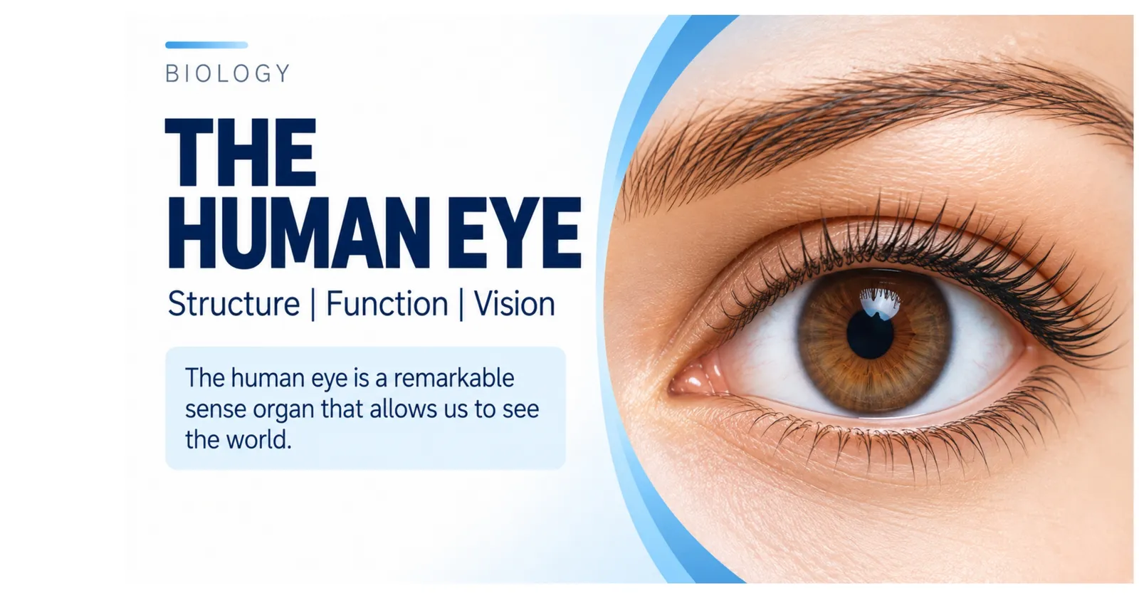 The Human Eye: structure, function and vision, a remarkable sense organ that allows us to see the world