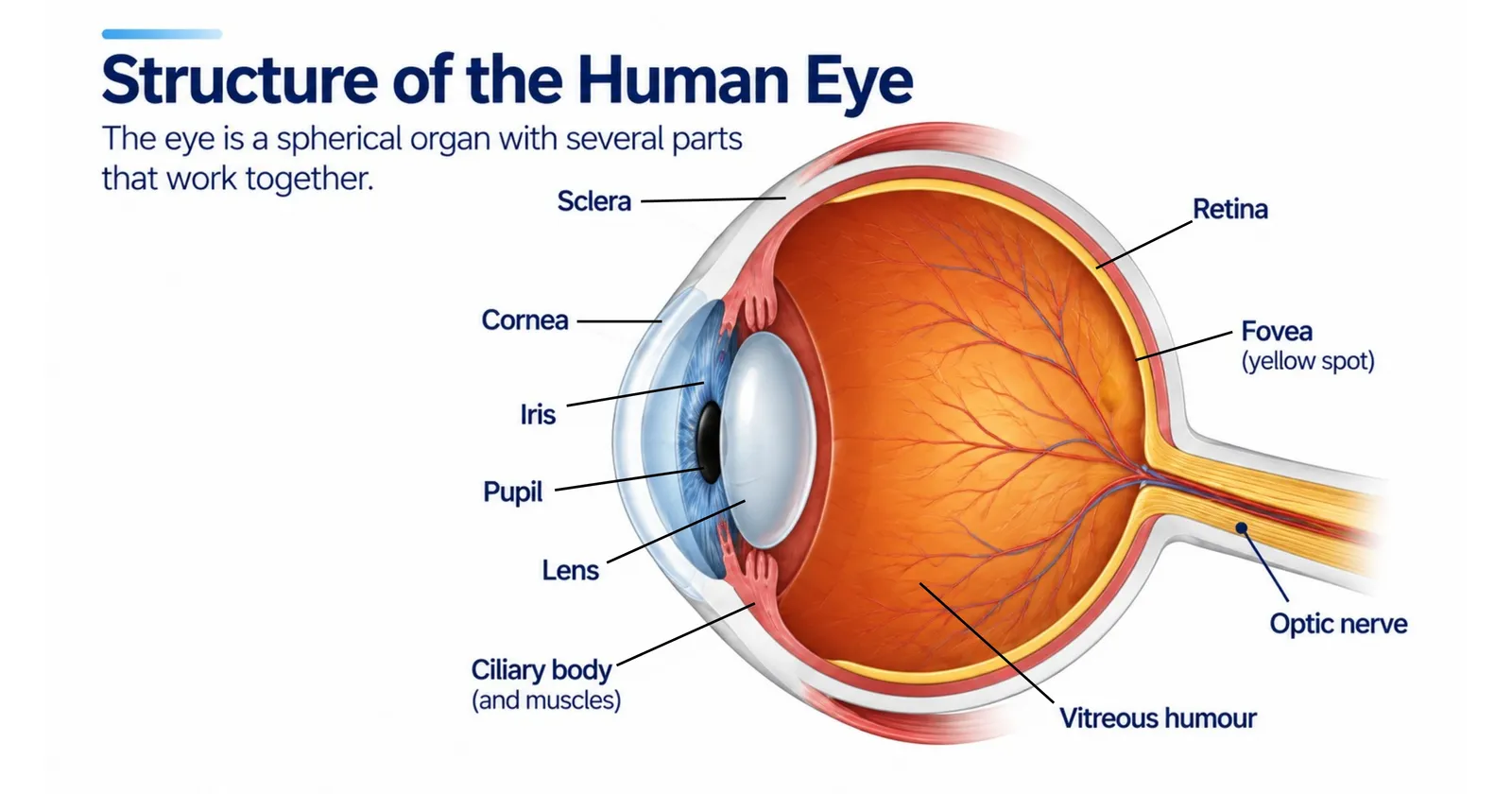 Labelled diagram of the human eye showing sclera, cornea, iris, pupil, lens, ciliary body, retina, fovea, optic nerve and vitreous humour