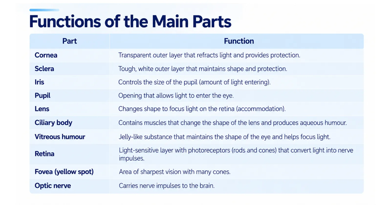 Table of the functions of the main parts of the eye, from cornea and sclera to retina, fovea and optic nerve