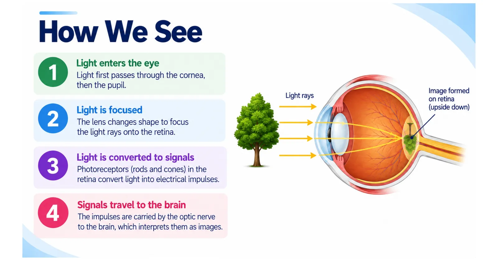 How we see in four steps: light enters the eye, light is focused on the retina, light is converted to nerve signals, signals travel to the brain