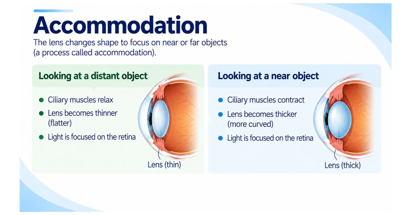 Accommodation: for a distant object the ciliary muscles relax and the lens becomes thinner; for a near object they contract and the lens becomes thicker