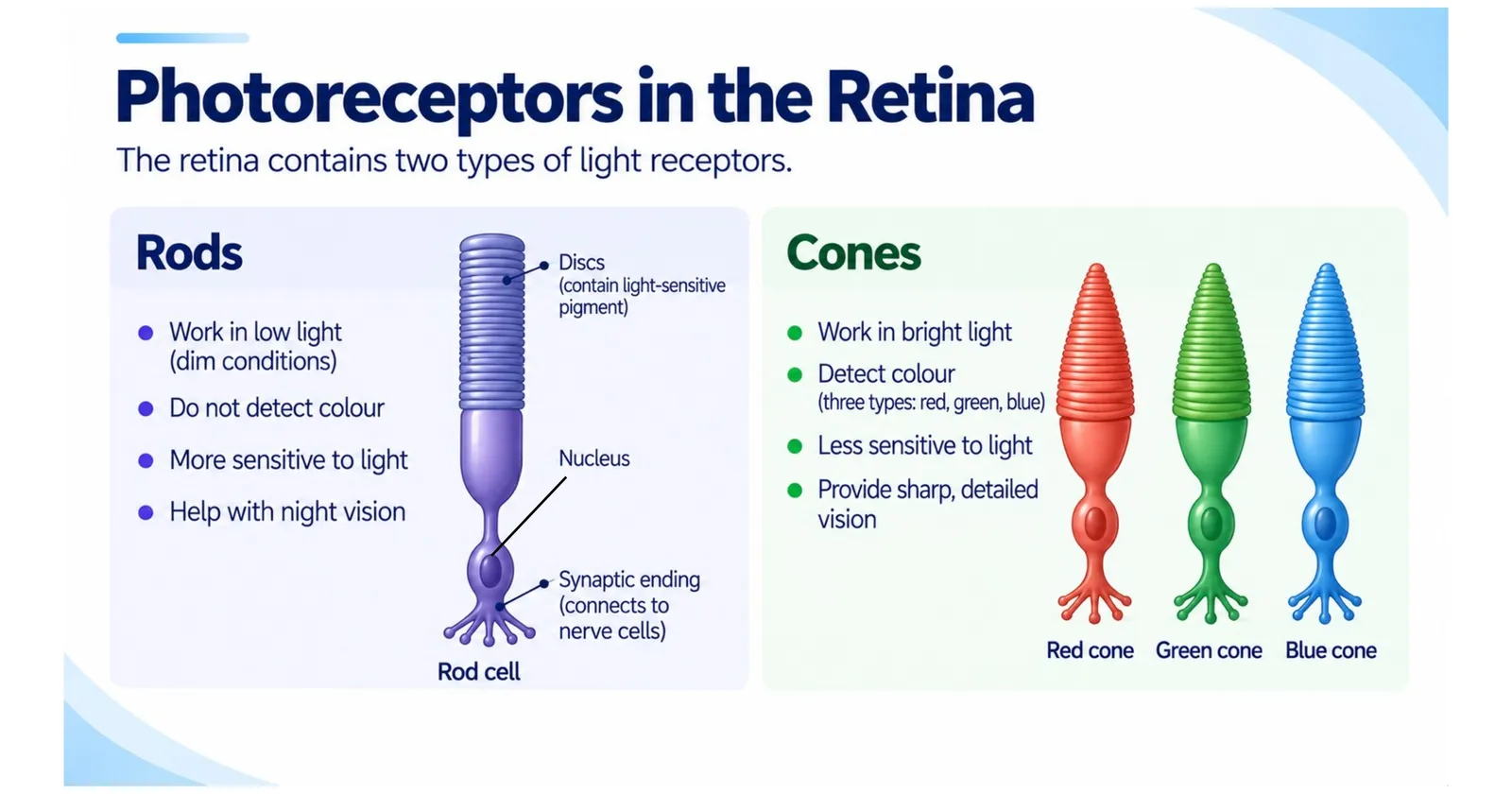 Photoreceptors in the retina: rods work in dim light and do not detect colour; red, green and blue cones work in bright light and detect colour