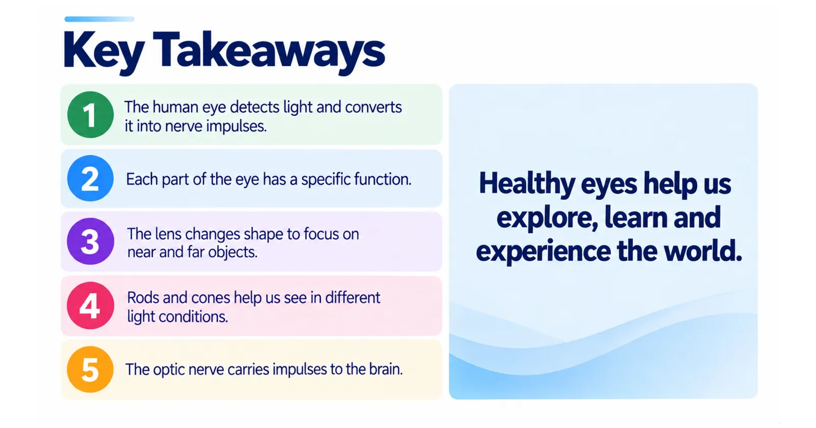 Human eye key takeaways: the eye detects light, each part has a function, the lens changes shape to focus, rods and cones work in different light, the optic nerve carries impulses to the brain