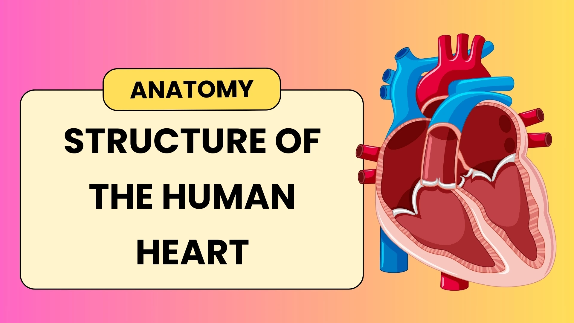 Structure of the Human Heart - Title