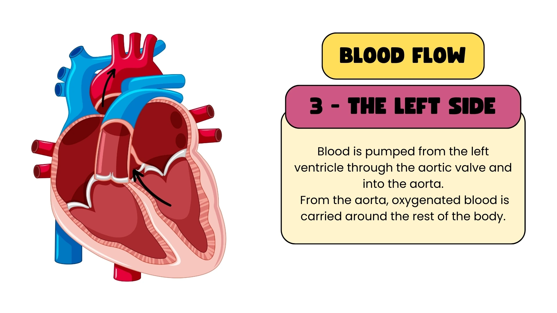 Blood Flow - Left Side Step 3