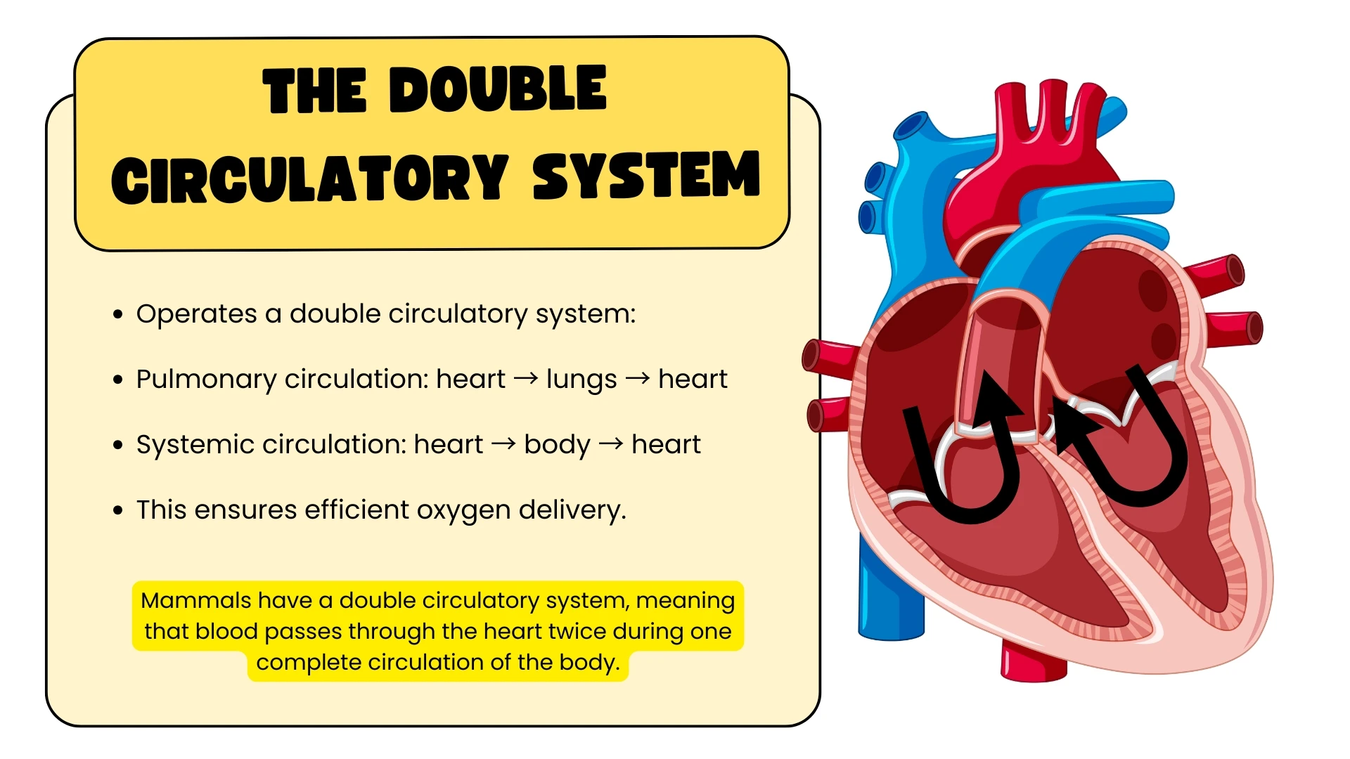 The Double Circulatory System