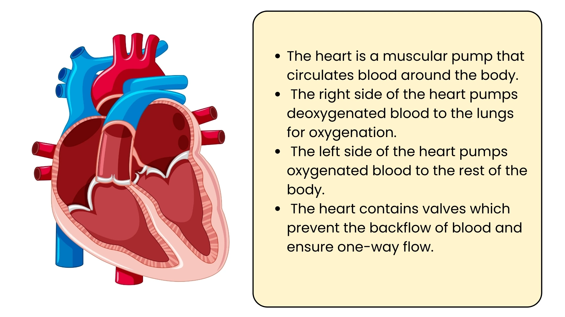 Functions of the Heart
