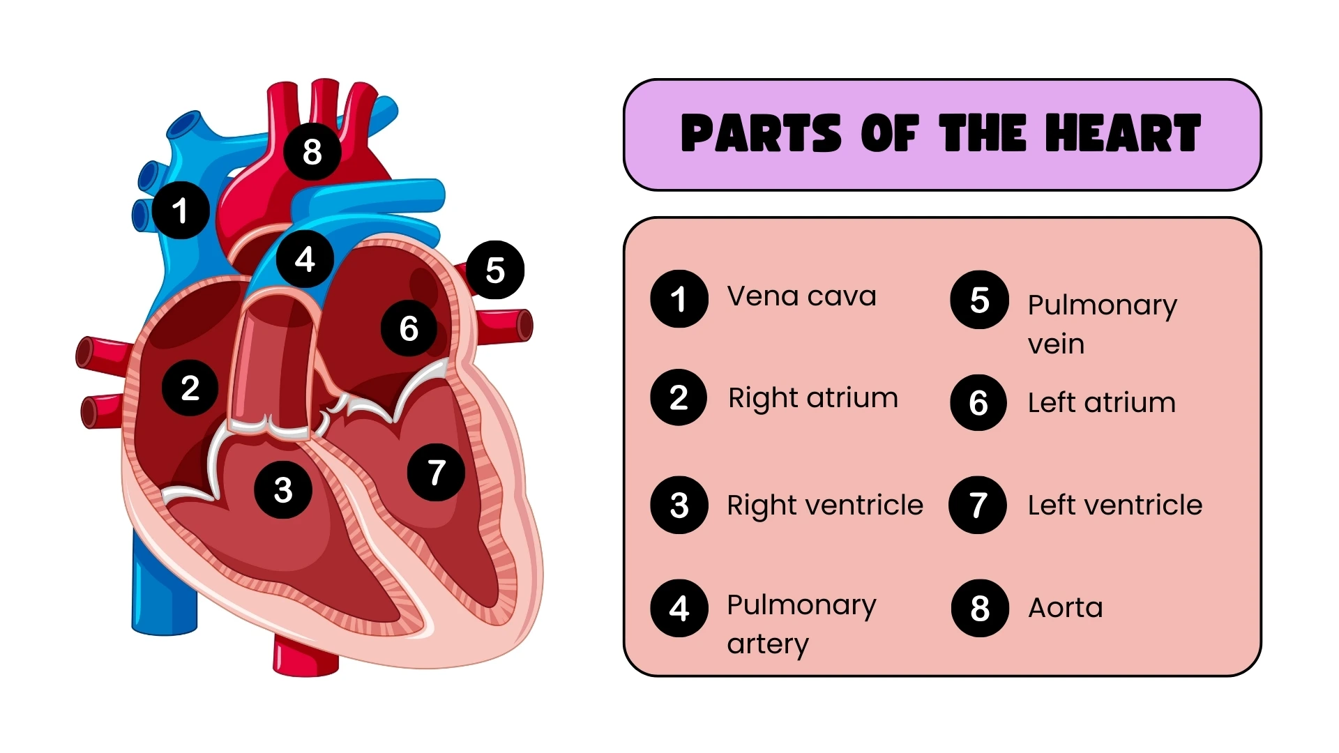 Parts of the Heart