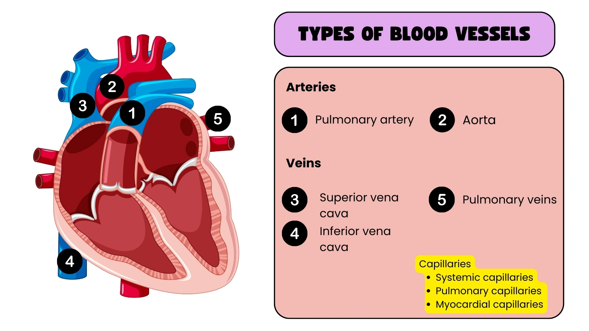 Types of Blood Vessels