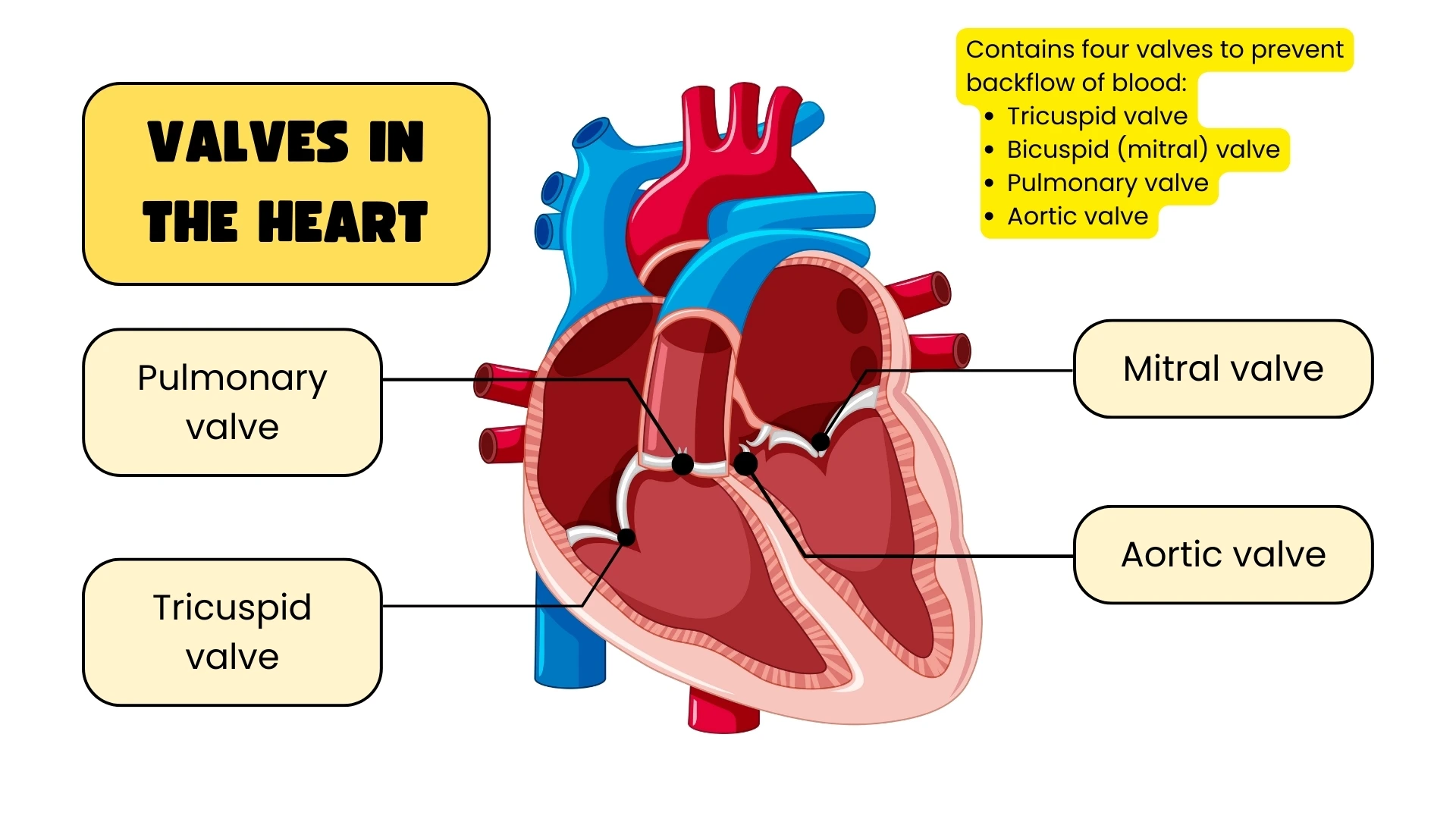 Valves in the Heart