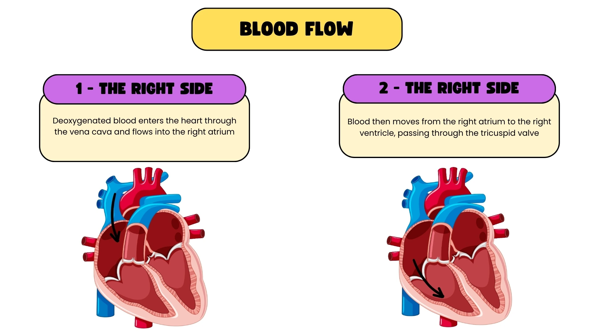 Blood Flow - Right Side Steps 1-2