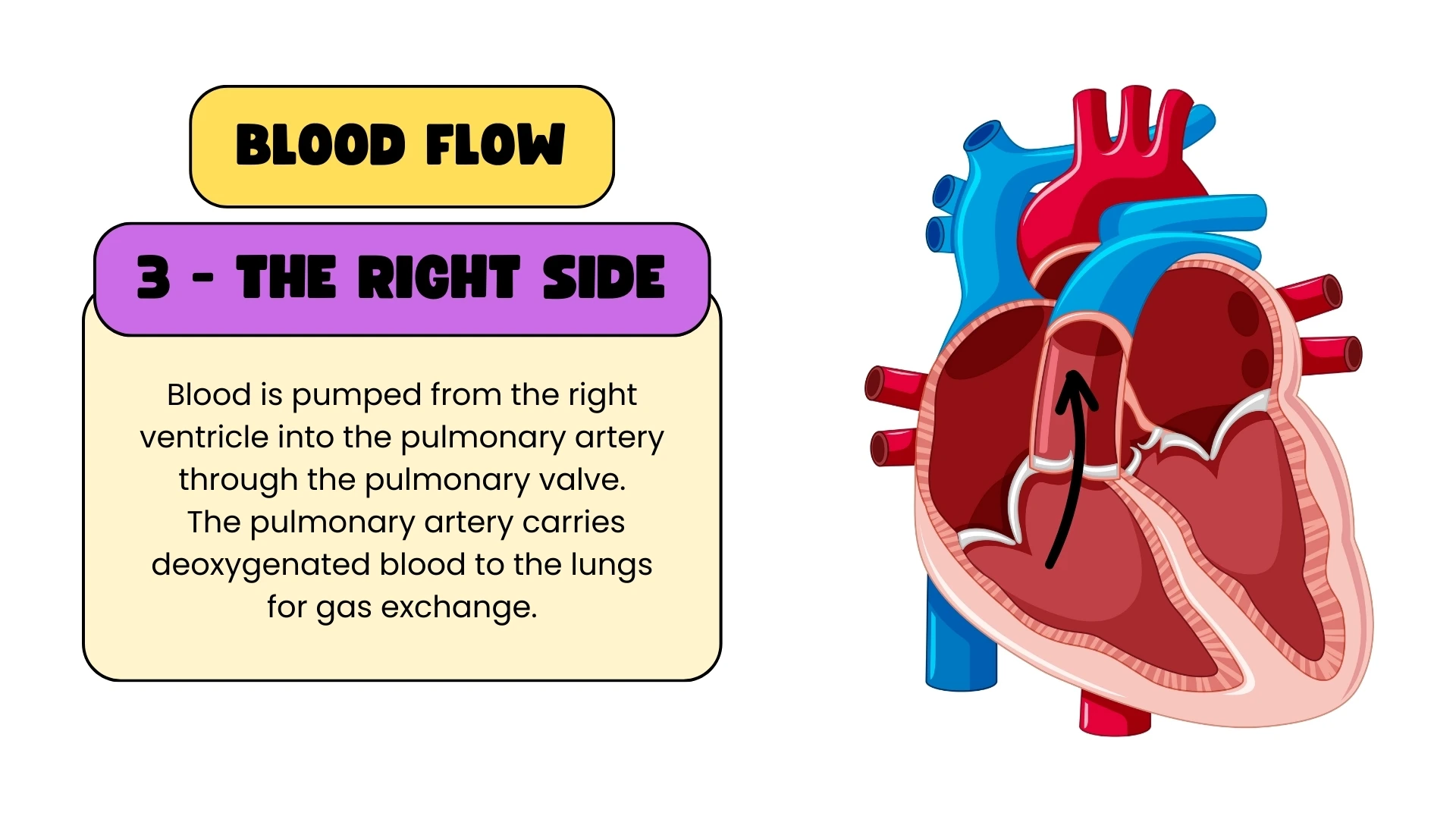Blood Flow - Right Side Step 3