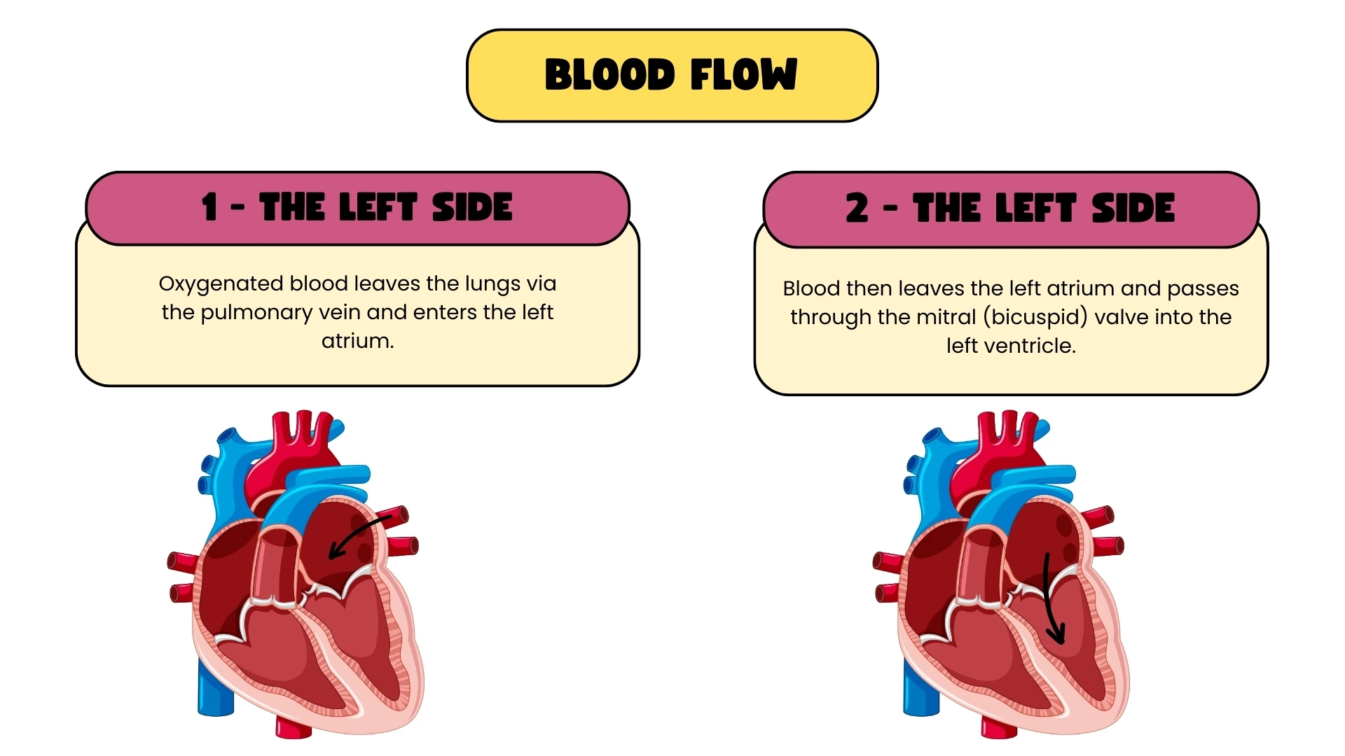 Blood Flow - Left Side Steps 1-2
