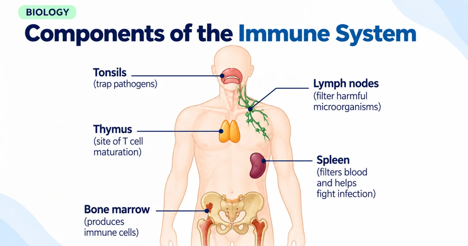 Components of the immune system: tonsils, lymph nodes, thymus, spleen and bone marrow labelled on the body