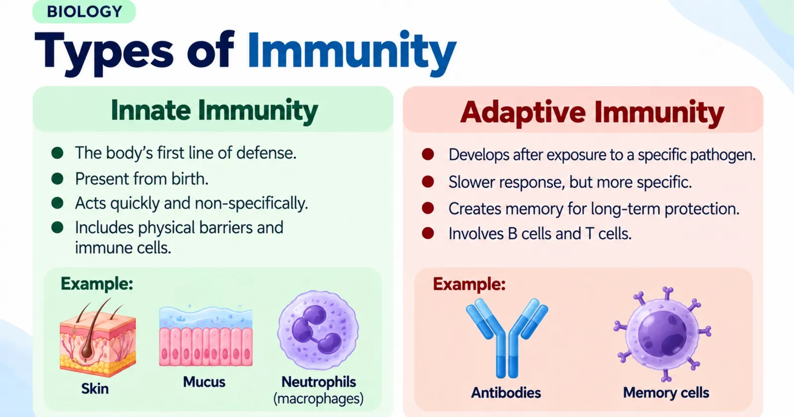 Types of immunity: innate immunity (skin, mucus, phagocytes) compared with adaptive immunity (antibodies, memory cells)
