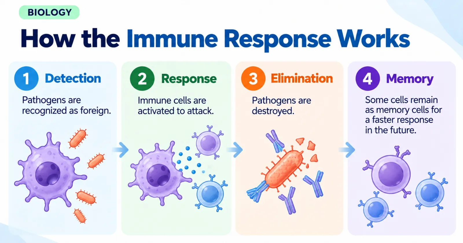 How the immune response works in four steps: detection, response, elimination and memory cells for a faster future response