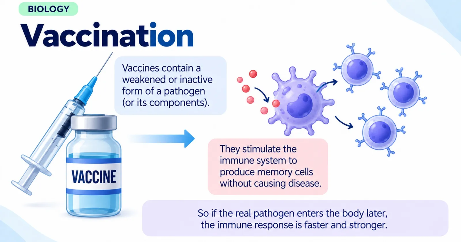 Vaccination: a vaccine with a weakened or inactive pathogen stimulates memory cells, so a later infection is fought off faster