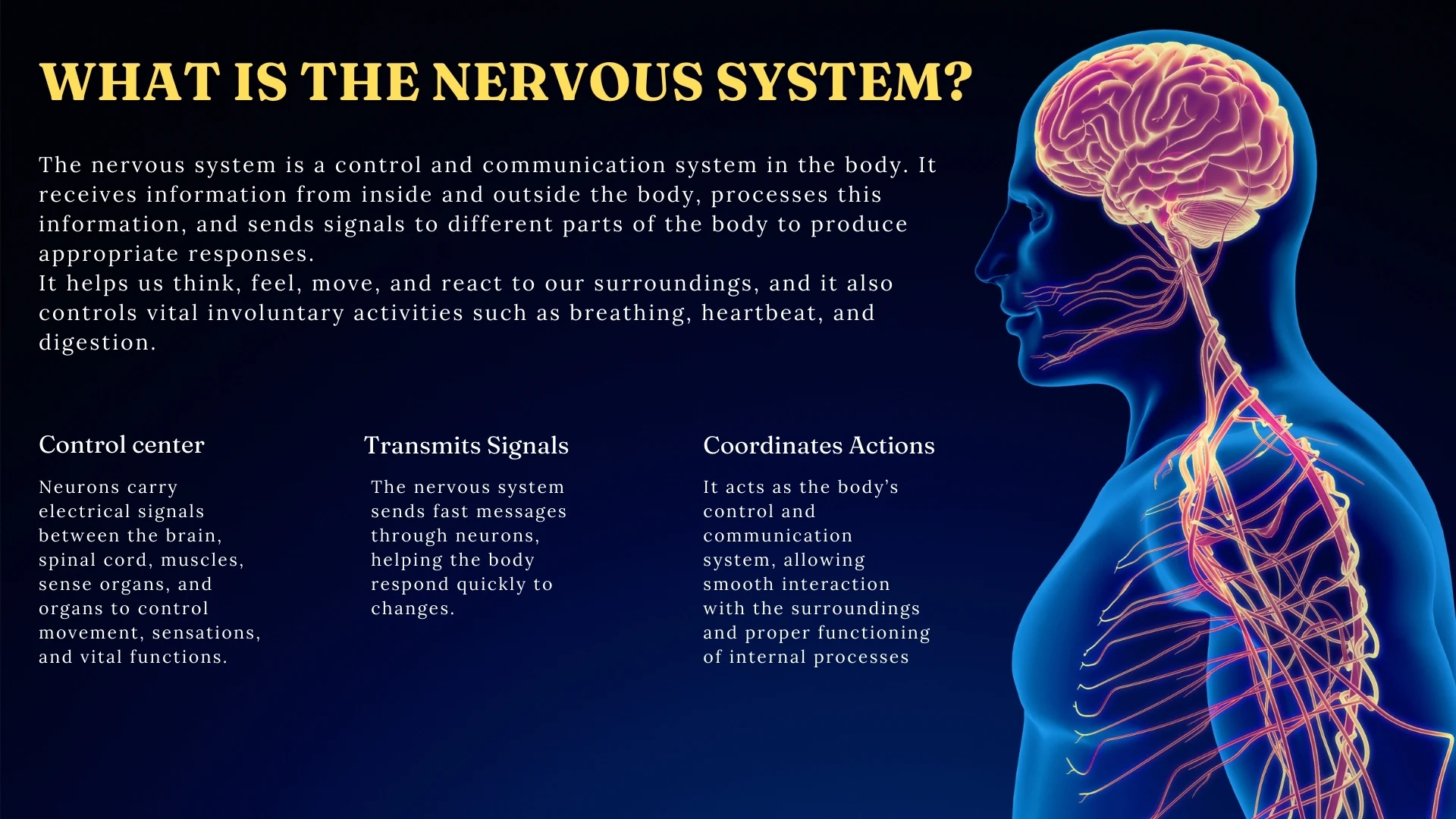 What is the Nervous System?