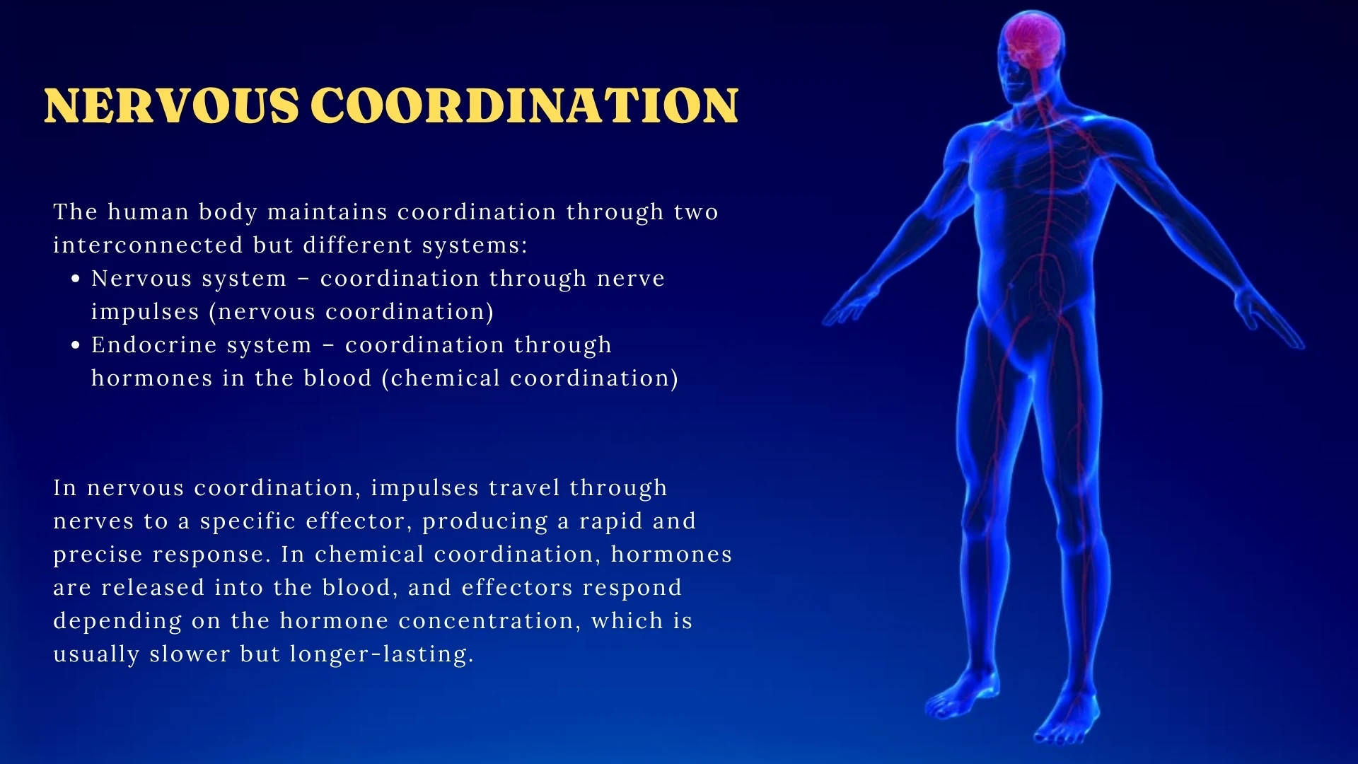 Nervous Coordination