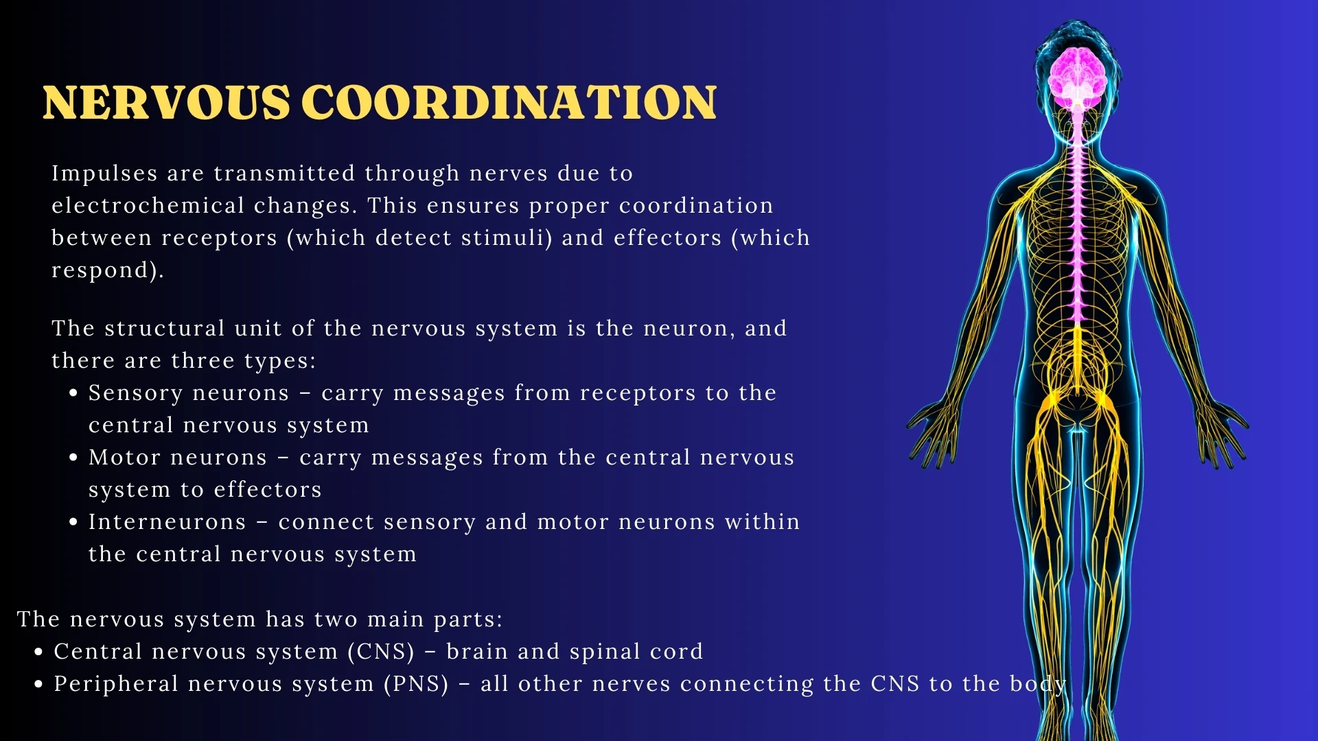 Nervous Coordination - Neuron Types