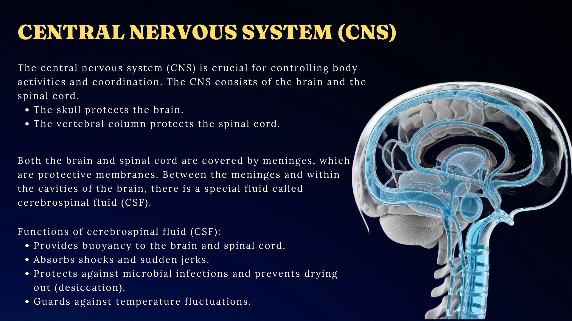 Central Nervous System Overview