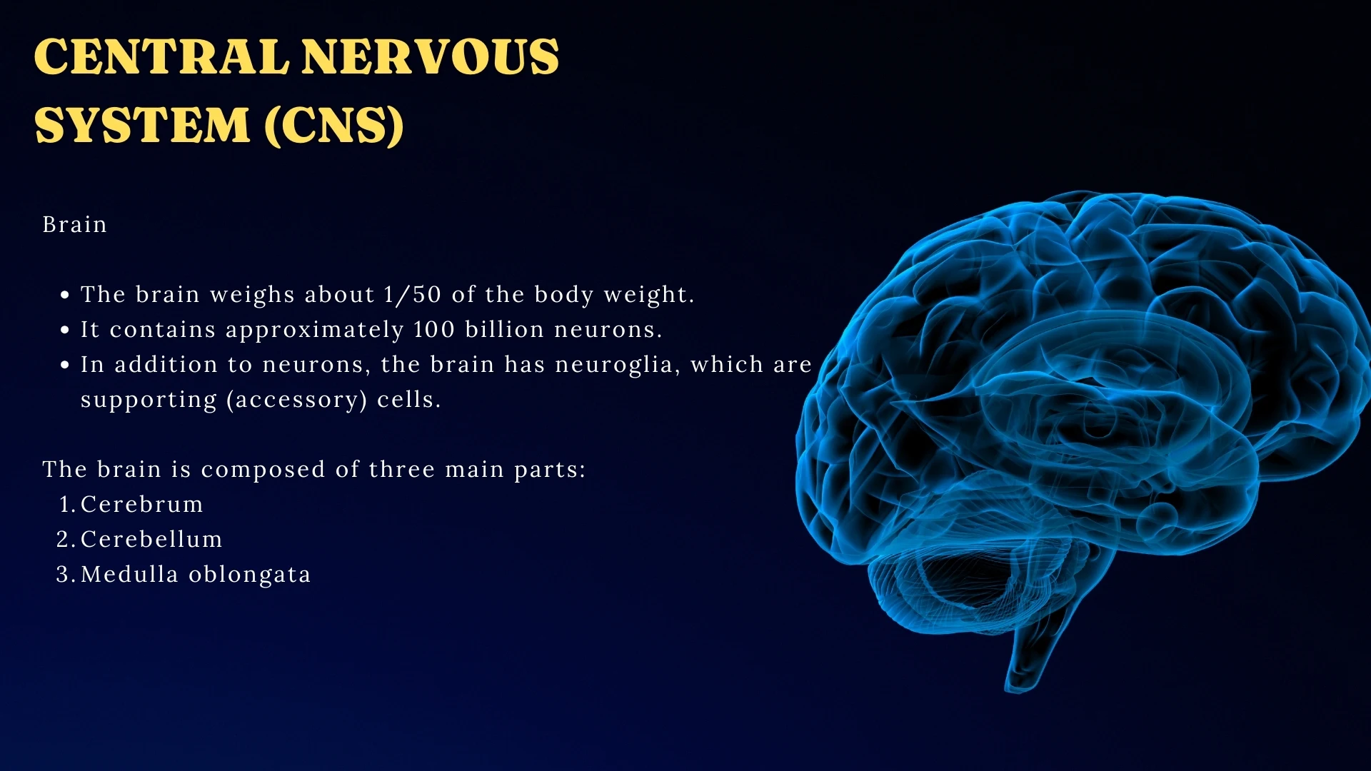 CNS - Brain Structure