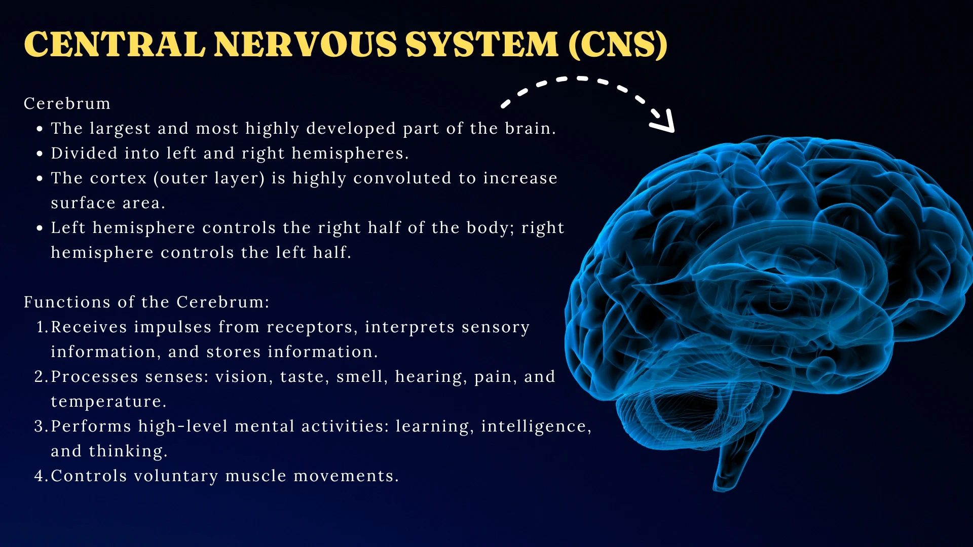 CNS - Cerebrum